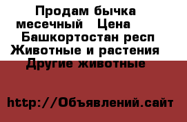 Продам бычка 7 месечный › Цена ­ 30 - Башкортостан респ. Животные и растения » Другие животные   